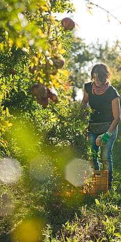 Suddig bild på granäpple fält