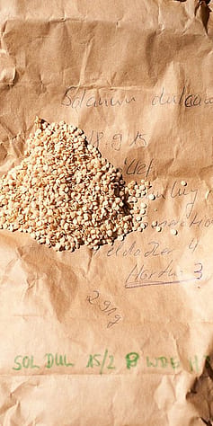Un insieme di semi sono poggiati su una busta di carta marrone