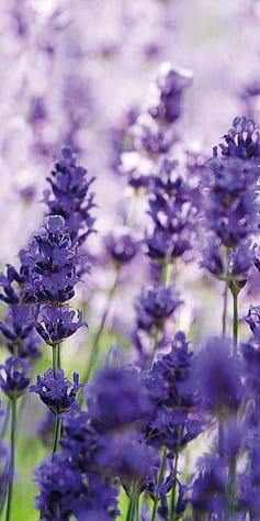 Lavendel flower