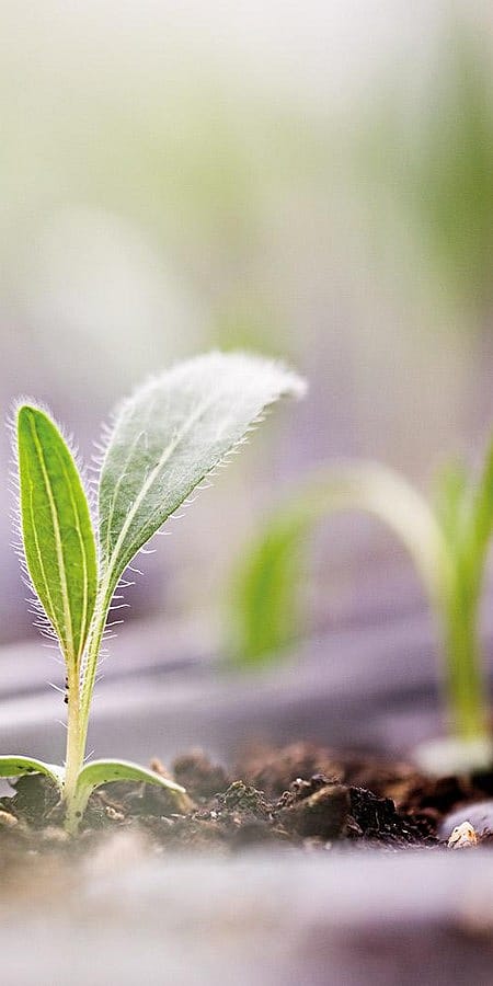 Junge Sonnenhut Triebe