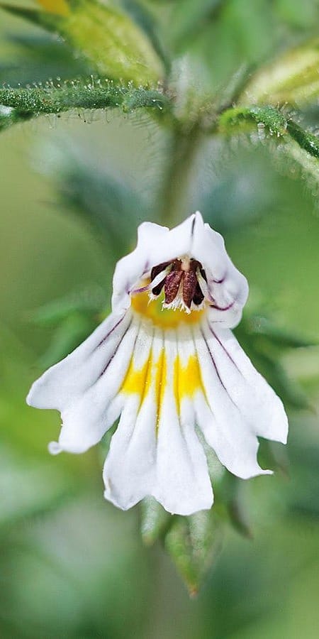 Euphrasia Bluete