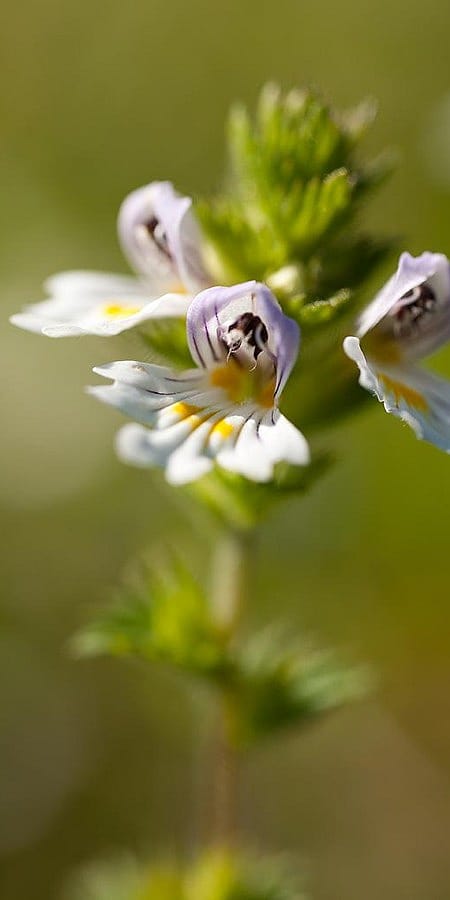 Euphrasia Bluetenstand