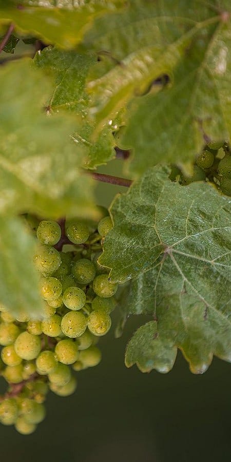 Weinreben mit Trauben