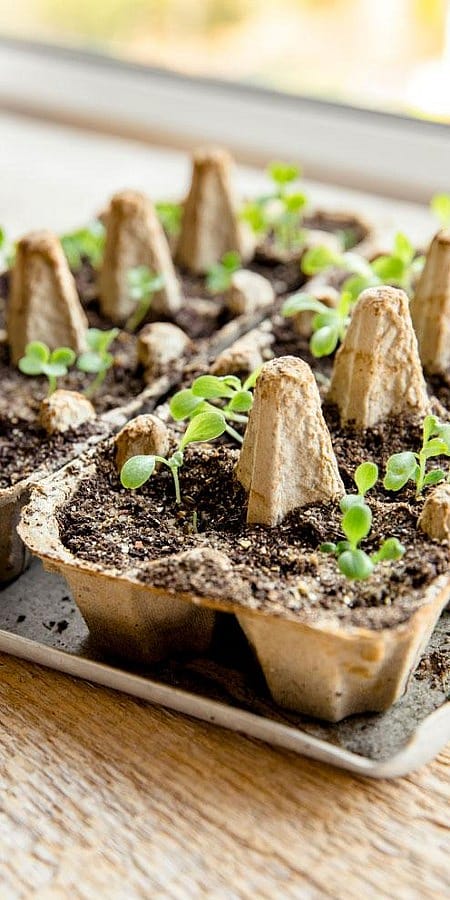 Setzlinge auf der Fensterbank