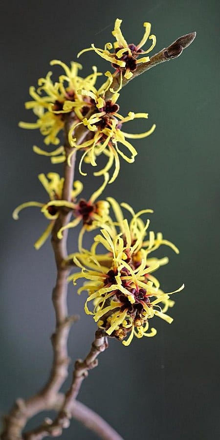 Hamamelis Bluete