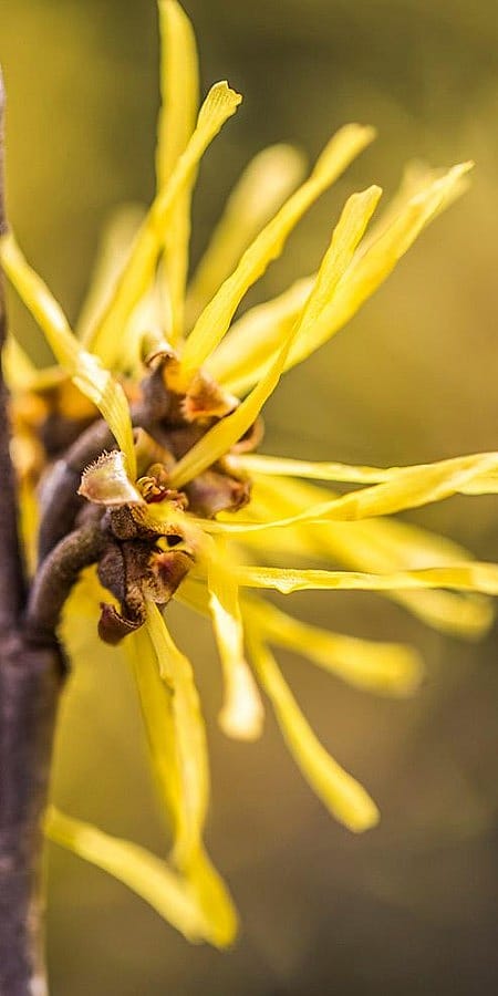 Nahaufnahme einer gelben Hamamelis Bluete
