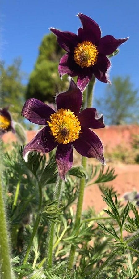 Pulsatilla vulgaris