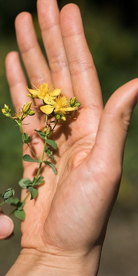 dettaglio di una mano con un fiore