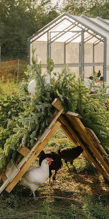 Huehner unter einem Dach aus Paletten und Zweigen, dahinter Gewaechshaus