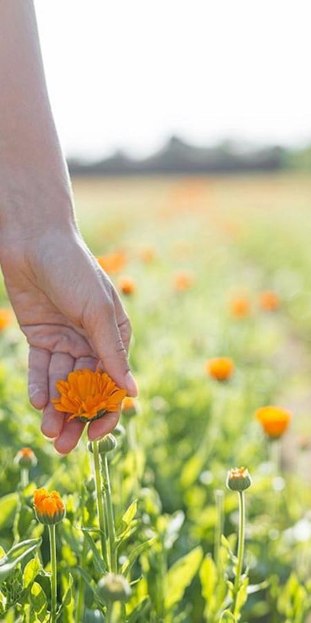Hand berührt eine Calendula Blüte