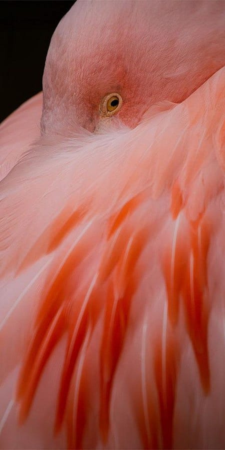 Schlafender Flamingo