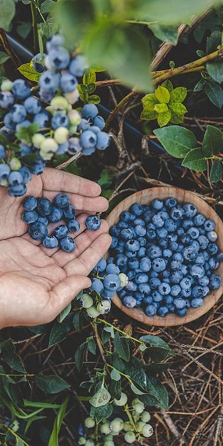 Blaubeeren in einer Schuessel