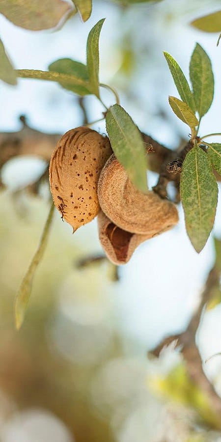Nocciolo di Mandorla su albero con foglie