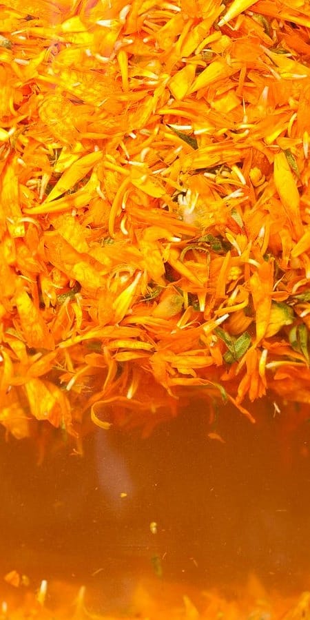Calendula Blütenblätter in Flüssigkeit