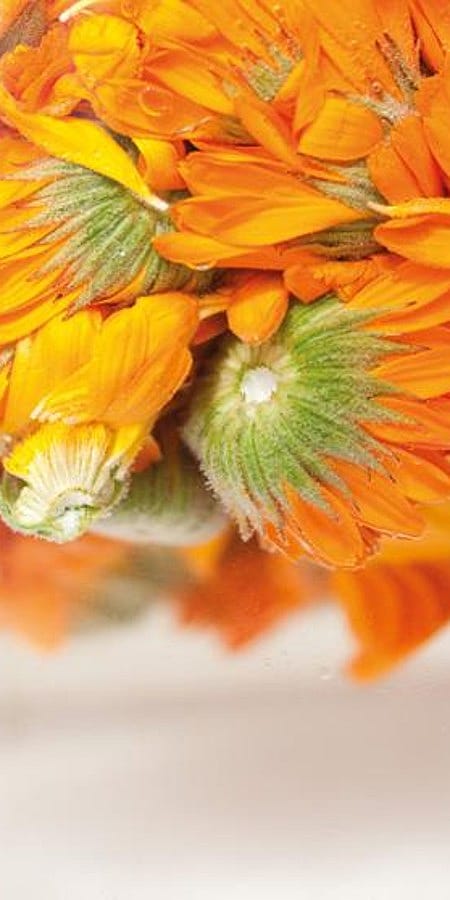 Ganze Calendula Blüten
