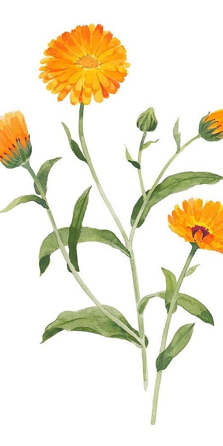 calendula