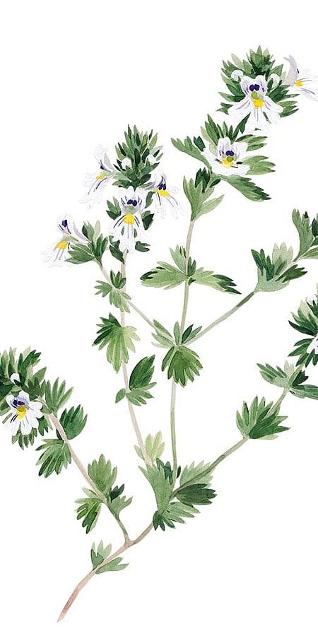 euphrasia