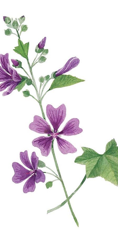 malva selvatica