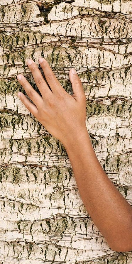 Frauenarm auf Baumrinde