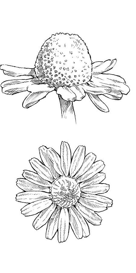 Illustration der Kamillenblüte