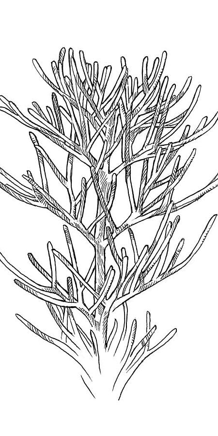 Illustration der Kamillenblätter