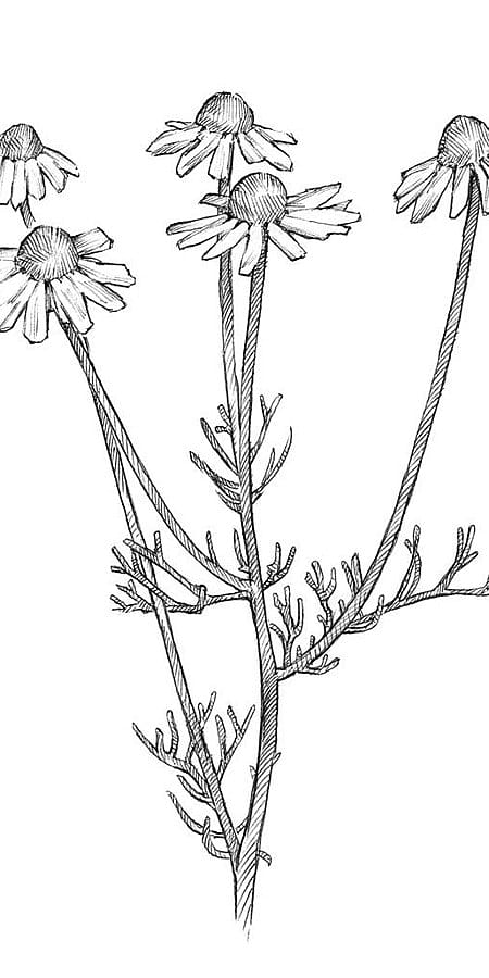 Illustration der Kamillenpflanze