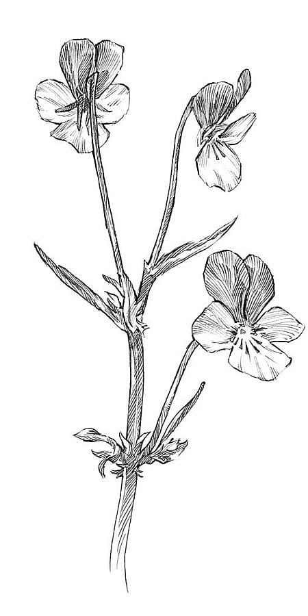 mazzo di fiori di viola del pensiero