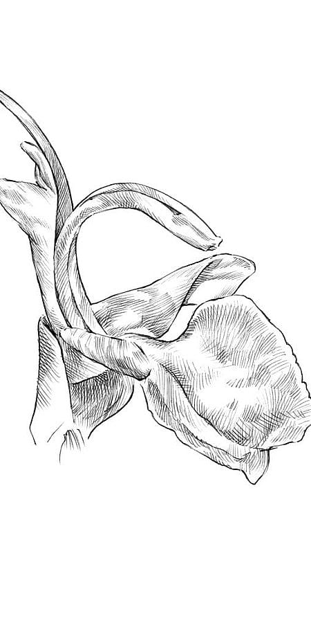 dettaglio foglia di rosmarino