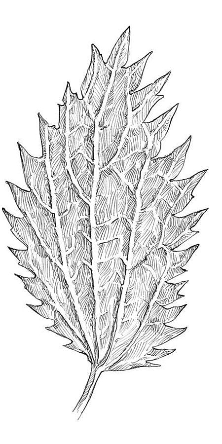 Blatt der kleinen Brennnessel