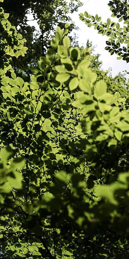 Buissons dans la forêt