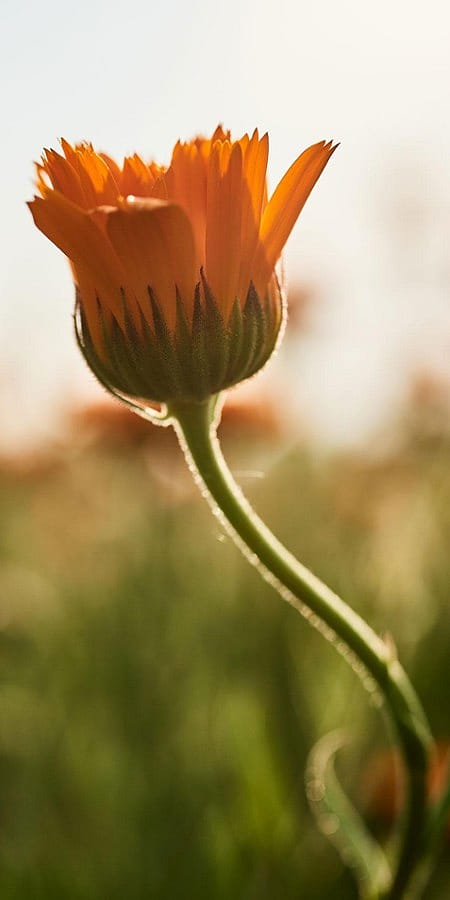 Calendulabluete auf dem Feld