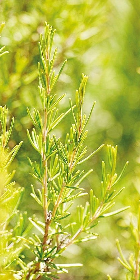 Rosmarinstrauch im Sonnenlicht