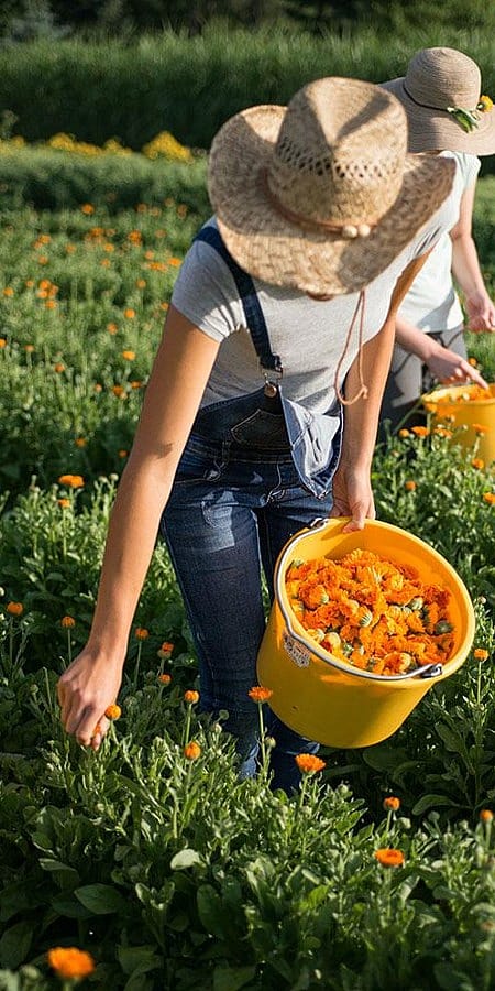 récolte de calendula