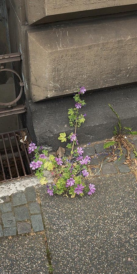 Al late dell'asfalto escono dei fiori selvatici