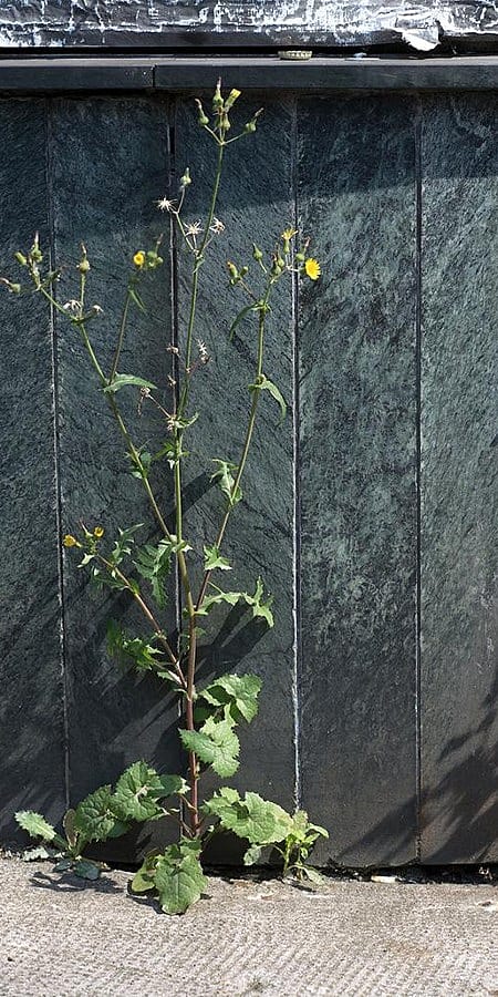 Un bordo di strada da cui esce una pianta con fiore