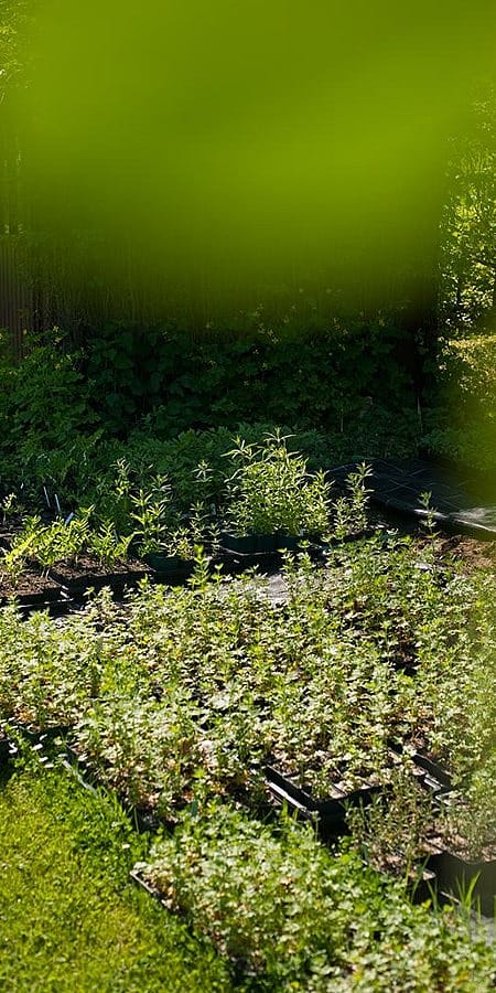 Un piccolo orto domestico