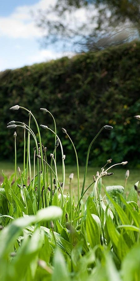 Fiorellini in un giardino