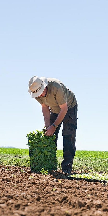 Setzlinge werden auf einem Feld ausgepflanzt