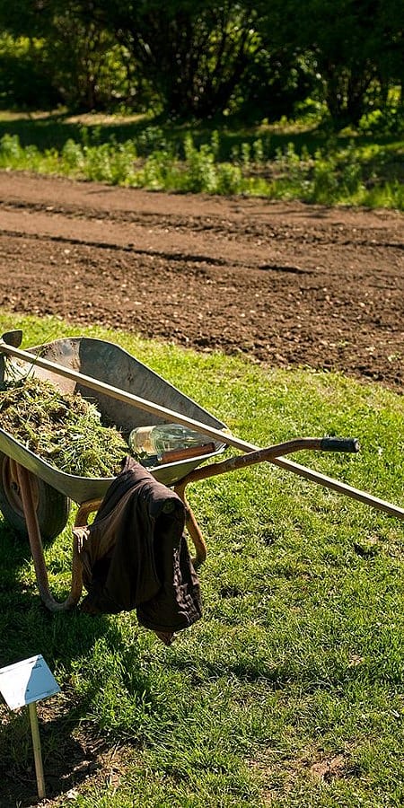 Schubkarre mit gejäteten Beikräutern