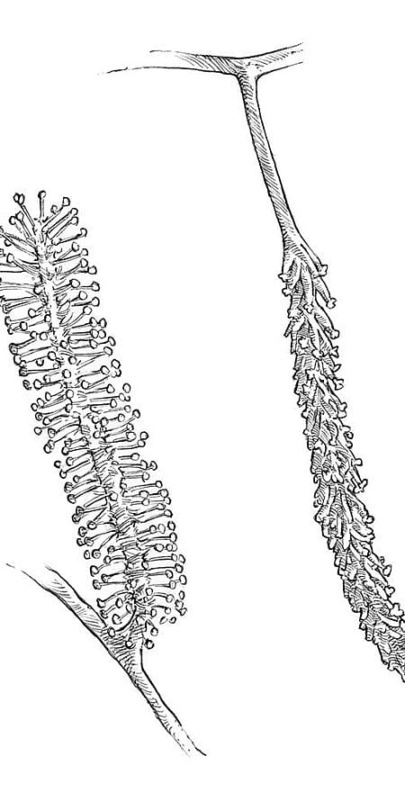 fiore di salice stilizzato