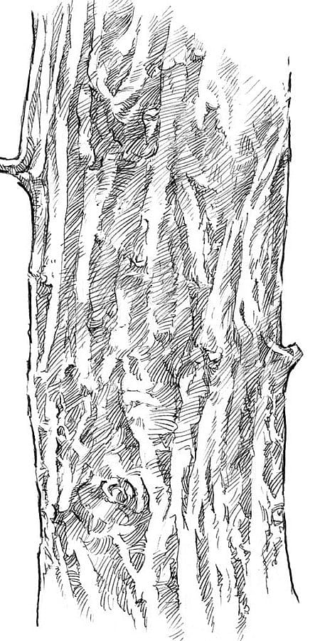 tronco di salice stilizzato