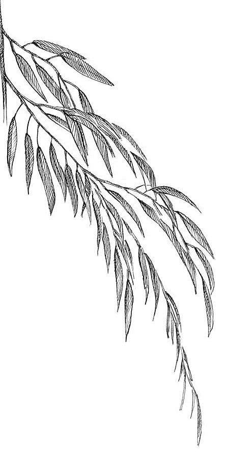 foglie di salice stilizzate