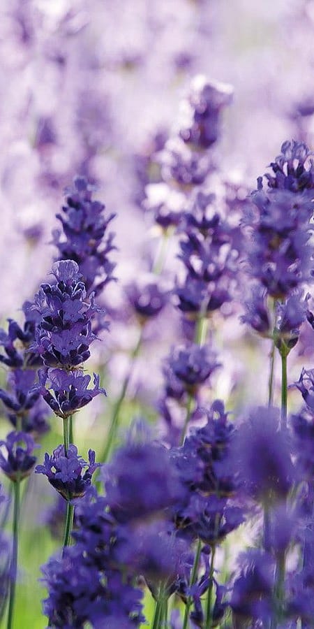 Lavendel flower