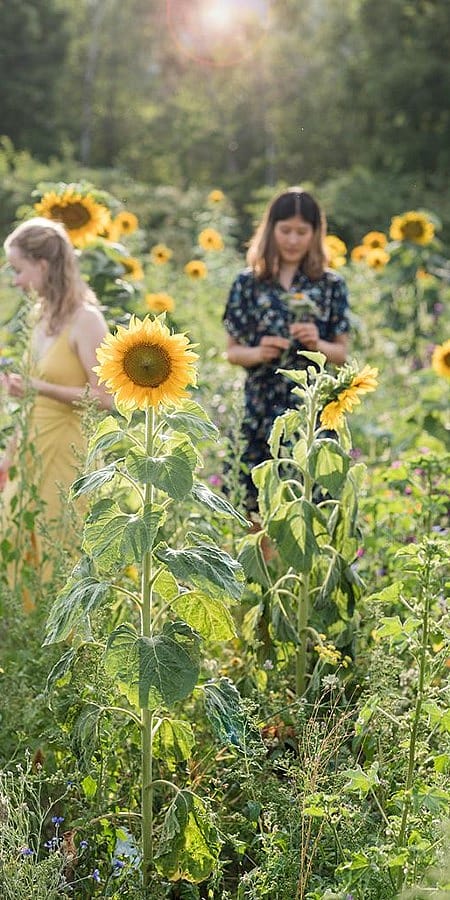 Ragazze in un campo di girasoli