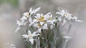 planta edelweiss