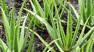 Aloe Vera Pflanzen auf einem Feld