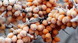 Sanddornbeeren im Frost