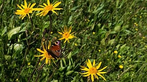 gelbe Bluete der Heilpflanze Arnica montana
