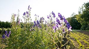Bluehender Blauer Eisenhut im Garten