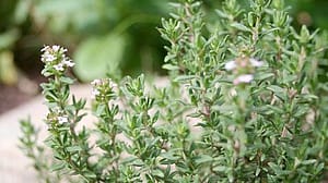 Thymian Pflanze